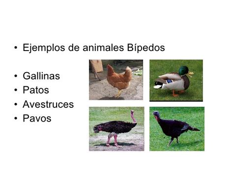 bipido|Translation : bípedo